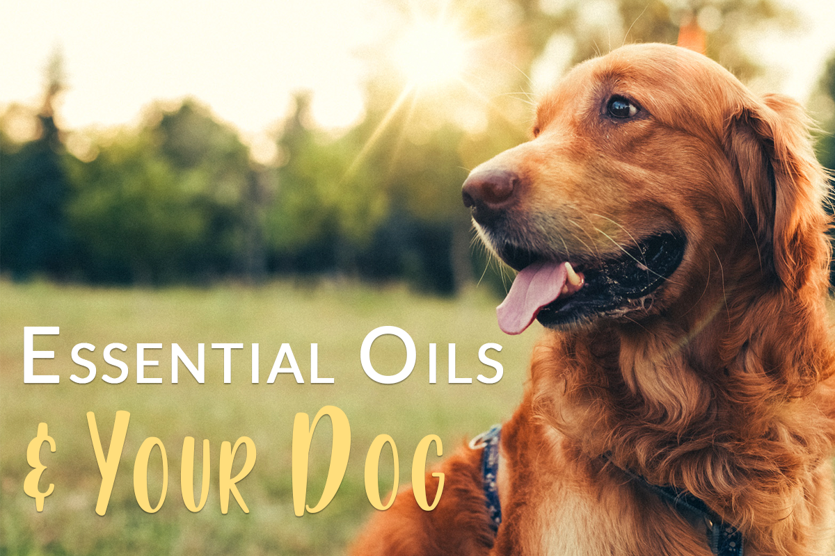 The Do’s & Don’ts of using Essential Oils with your dog